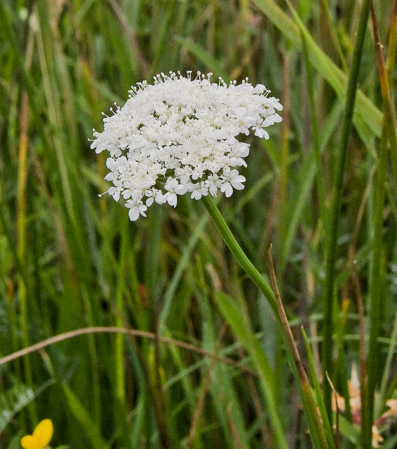 چوب پنبه ای